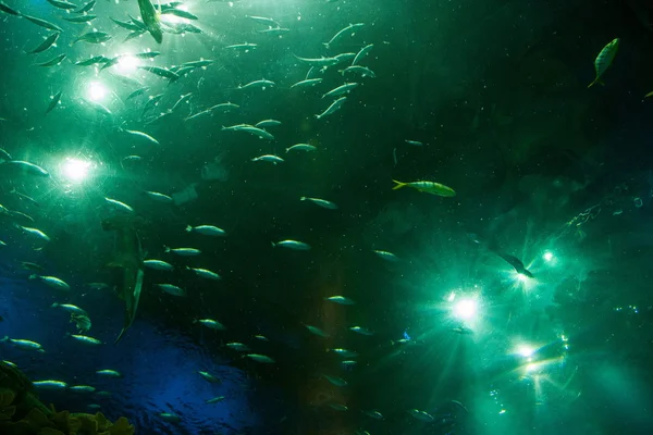 Hong Kong Ocean Park Oceano Maravilhas Aquário de pessoas assistir a vida marinha — Fotografia de Stock