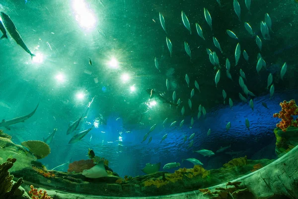Hong Kong Ocean Park Ocean Wonders L'acquario delle persone guarda la vita marina — Foto Stock