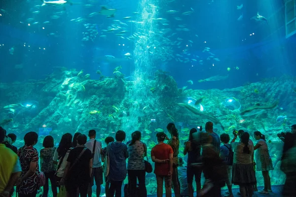 香港海洋公园海洋奇观水族馆的人们观看海洋生物的生存 — 图库照片