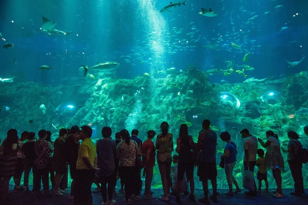 Hong Kong Ocean Park Oceano Maravilhas Aquário de pessoas assistir a vida marinha — Fotografia de Stock