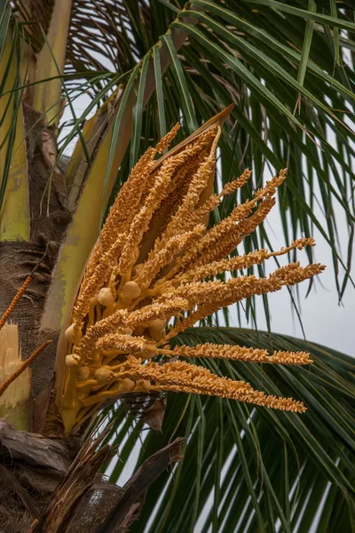 Road, Zhuhai, Guangdong seaside coconut flower lovers — Stock Photo, Image