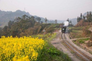 Leshan şehirde seyahat, sichuan qianwei kayo küçük tren istasyonu kanola çiçeği arı rock arasında küçük tren için