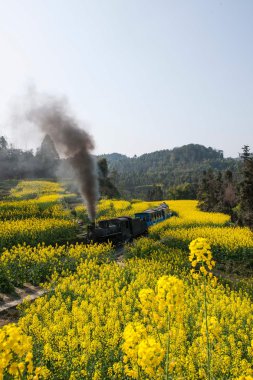 Leshan şehirde seyahat, sichuan qianwei kayo küçük tren istasyonu kanola çiçeği arı rock arasında küçük tren için