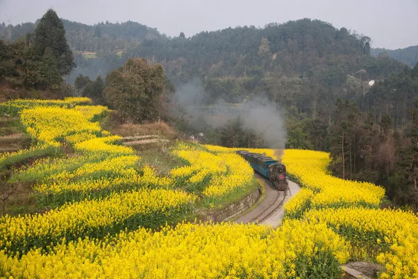 Leshan şehirde seyahat, sichuan qianwei kayo küçük tren istasyonu kanola çiçeği arı rock arasında küçük tren için — Stok fotoğraf