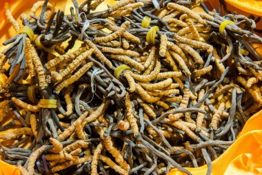 Kordyceps