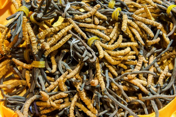 Cordyceps — Foto Stock