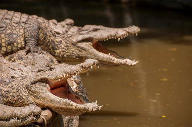 Chongqing crocodile crocodile pool center clipart