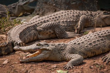 Chongqing crocodile crocodile pool center clipart