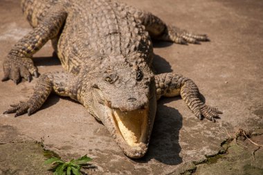 Chongqing Timsah Timsah havuzu Merkezi