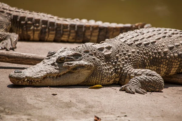 Chongqing crocodilo crocodilo piscina centro — Fotografia de Stock