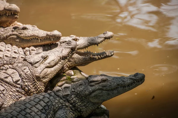 Chongqing crocodile crocodile pool center — Stock Photo, Image