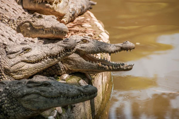 Chongqing crocodile crocodile pool center — Stock Photo, Image