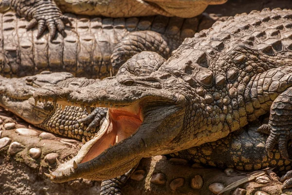 Chongqing krokodil krokodil zwembad centrum — Stockfoto