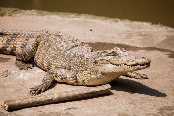 Chongqing crocodile crocodile pool center — Stock Photo, Image