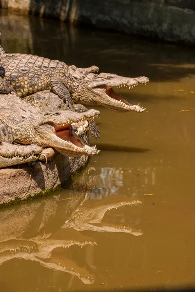 Crocodile Chongqing centre de la piscine de crocodile — Photo
