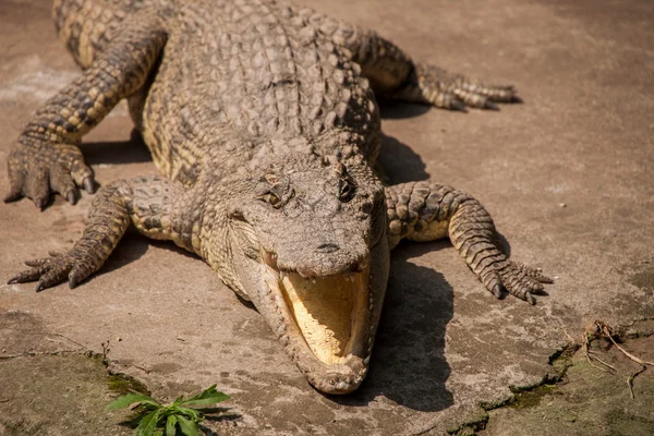 Chongqing krokodilen krokodil pool center — Stockfoto