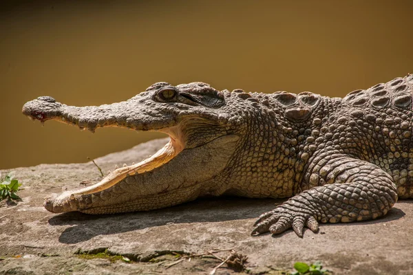 Chongqing krokodilen krokodil pool center — Stockfoto