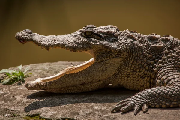 Chongqing krokodil krokodil zwembad centrum — Stockfoto