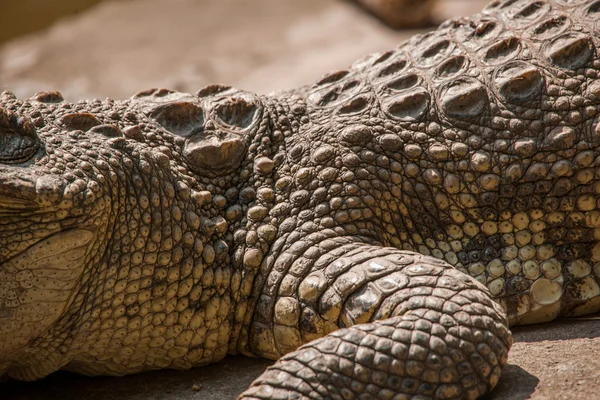 Chongqing crocodile crocodile pool center — Stock Photo, Image