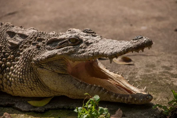 Chongqing crocodilo crocodilo piscina centro — Fotografia de Stock