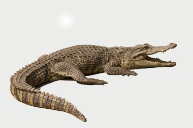 Chongqing crocodile crocodile pool center clipart