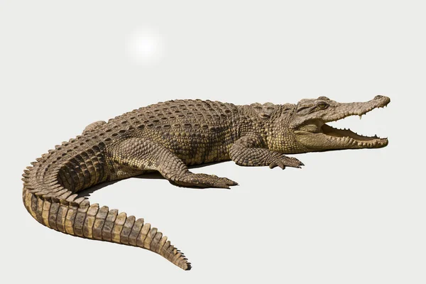 ᐈ Crocodiles Stock Photos Royalty Free Crocodile Pictures Download On Depositphotos ᐈ Crocodiles Stock Photos Royalty Free Crocodile Pictures Download On Depositphotos