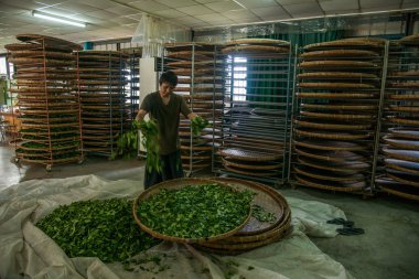 Tayvan'ın chiayi city, uzun misato topraklarında çay fabrikası işçilerinin asılı oolong çay (çay ilk işlem: Kuru çay)
