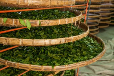Taiwan's Chiayi City, Long Misato territory of a tea factory workers are hanging Oolong tea (tea first process: dry tea) clipart