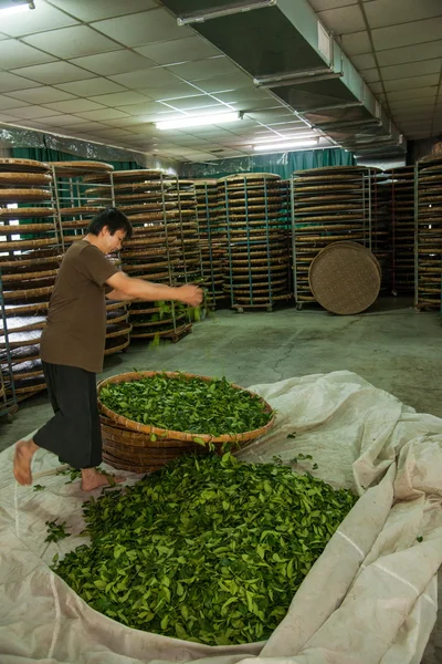 Taiwan's Chiayi City, Long Misato territory of a tea factory workers are hanging Oolong tea (tea first process: dry tea) — Stock Photo, Image