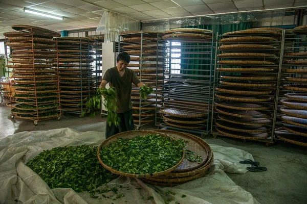 Tchaj-wan je město chiayi, dlouho misato území továrních dělníků čaj visí oolong čaj (čaj první proces: suchý čaj) — Stock fotografie