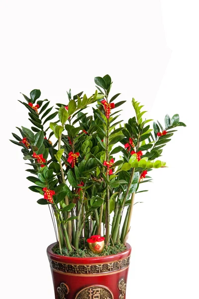 Lucky potted tree — Stock Photo, Image