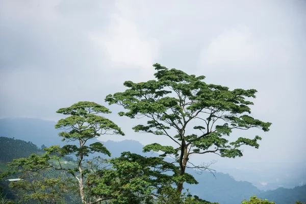 Chiayi City, Taiwan Alishan floresta dossel Long Misato — Fotografia de Stock