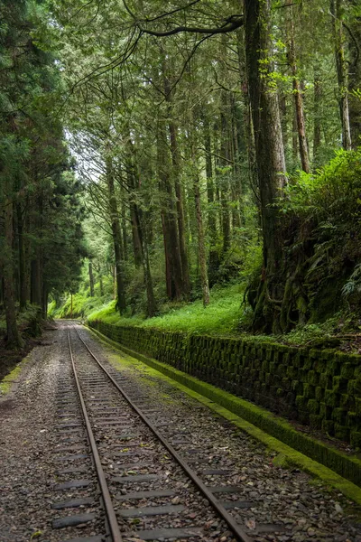 Місто Chiayi, Тайвань alishan ліс вузькоколійної залізниці поїзд — стокове фото