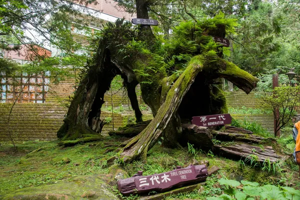 Alishan, Chiayi City, bosque virgen de Taiwán en las "tres generaciones de madera ." — Foto de Stock