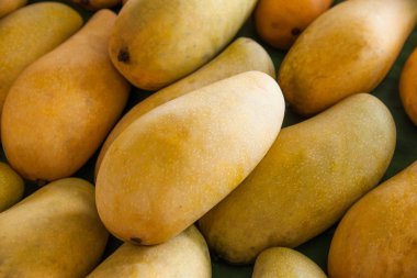 mango tropikal meyve ----