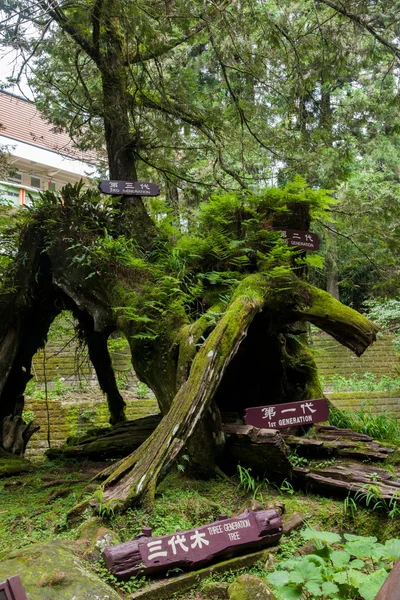 Alishan, miasto chiayi, Tajwan dziewiczego lasu w "trzy pokolenia drewna." — Zdjęcie stockowe