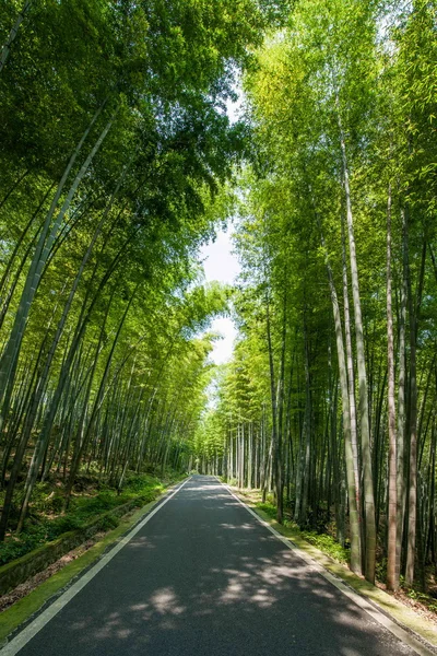 Yongchuan District, Chongqing Dasan Bamboo Scenic "Emerald corridor" — Stock Photo, Image