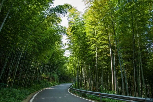 Distrito de Yongchuan, Chongqing Dasan Cênico de Bambu "Corredor de esmeralda " — Fotografia de Stock