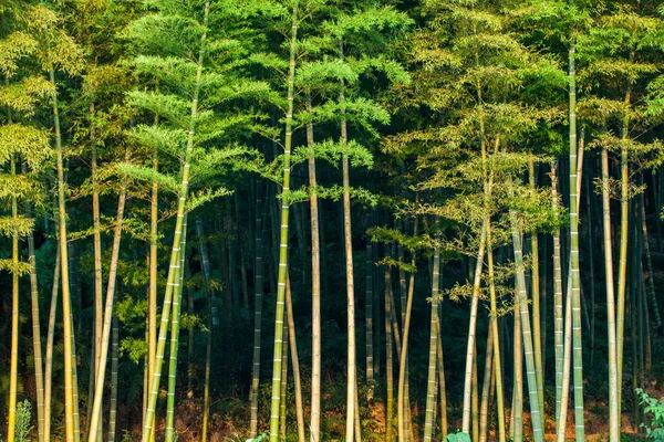 Bezirk Yongchuan, Chongqing dasan Bambus Bambus landschaftlich — Stockfoto