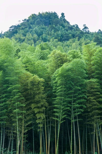 Yongchuan District, Chongqing Dasan Bamboo Bamboo Scenic — Stock Photo, Image