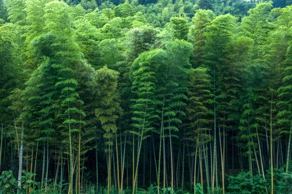District d'Yongchuan, chongqing Freitas bambou en bambou scénique — Photo