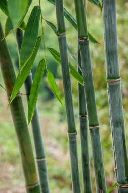 nanchuan district, chongqing wenfengta doğal bambu