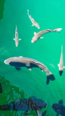 Akranda güzel bir gün..