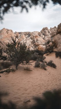 ABD 'nin İtfaiye Parkı vadisinde güzel bir gün..