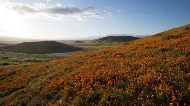 Antilop Vadisi Kaliforniya Haşhaş Rezervi Doğal Rezervi 'nde harika bir gün..