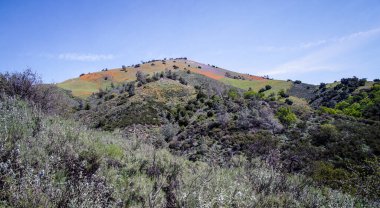 Los Padres Ulusal Ormanı 'nda muhteşem bir güneşli yürüyüş..
