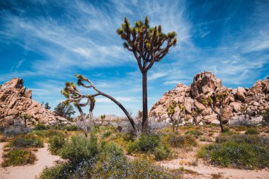 Joshua Tree Ulusal Parkı - Amerika 'nın en ikonik ve ünlü ulusal parklarından biri..