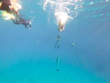 Brayka Körfezi'nde güzel bir sabah yalnız bir spinner Yunus Bay içine yolunda yaptı.