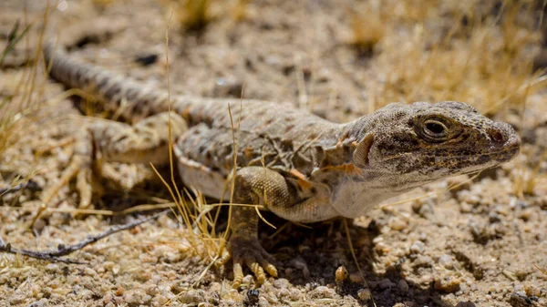 Bilden Togs Studieresa Med Desert Studies Center Som Ligger Zzyzx — Stockfoto