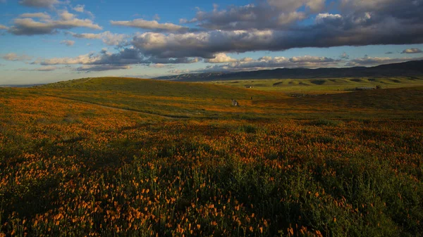 Egy Csodálatos Virágos Nap Antelope Valley Kaliforniai Mákrezervátum Nemzeti Természetvédelmi — Stock Fotó